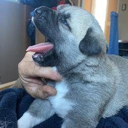 Anatolian Shepherd Dog Puppies from T&S Anatolians