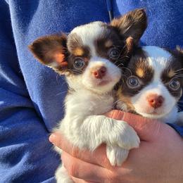 Princess - Silver and white female Chihuahua puppy in Amity, Pennsylvania from Baxters Chihuahuas