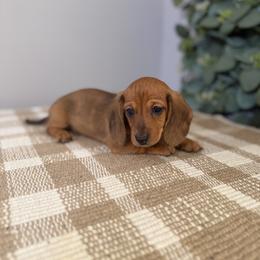 Minnie - Red female Dachshund puppy in Mountain Home, Arkansas from Wood's French bulldogs & Dachshund Pups
