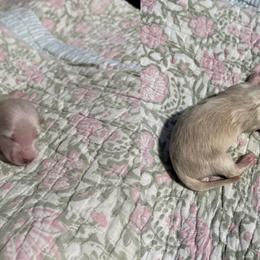 Remy - Cream male Dachshund puppy in Coatesville, Indiana from ADH Dachshunds
