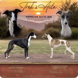 Whippets from Cool Whipp