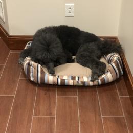 Poodle Puppies from D and D Standard Poodles