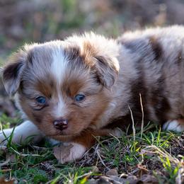 Sedona - Red merle female Toy Australian Shepherd puppy in Granbury, Texas from Best Little Aussies
