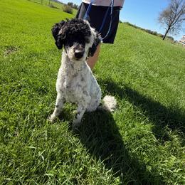 Poodle puppies from Quiverfull Acres