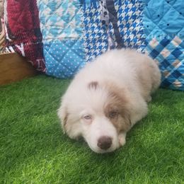 Australian Shepherd Puppies from Sarco Creek Ranch