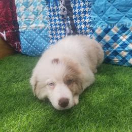 Australian Shepherd Puppies from Sarco Creek Ranch