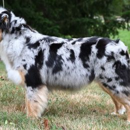 Australian Shepherds from Saints Heritage Aussies