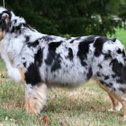 Australian Shepherds from Saints Heritage Aussies