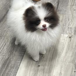 Pomeranian puppies from Lisas Pomeranians