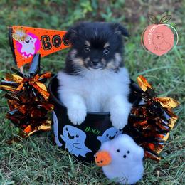 Luigi charting 8lb - Tri-colored male Pomeranian puppy in Summerville, Georgia from Pearly’s Pugs