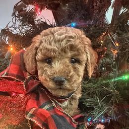 Angel - Apricot female Cavapoo puppy in American Fork, Utah from Revasdoodles
