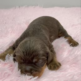 Coco - Chocolate female Cavalier King Charles Spaniel puppy in Miami, Florida from Mario’s Pups