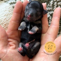 Stella - Black and silver female Miniature Schnauzer puppy in Nederland, Texas from Daffodil Dogs