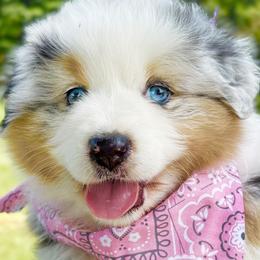 Miss Dolly - Blue merle female Australian Shepherd puppy in Paola, Kansas from Tiz Ranch