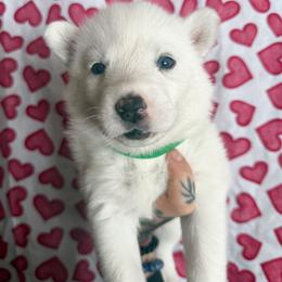 Green collar - White male Siberian Husky puppy in Solon Springs, Wisconsin from Snowfall Siberians