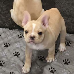 Prissy - Fawn female French Bulldog puppy in Summit, Mississippi from Impressive Bulldogs and French Bulldogs