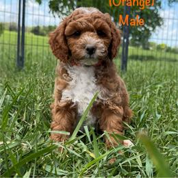 Lightning - Red  male Goldendoodle puppy in De Pere, Wisconsin from Kinzor Kennels