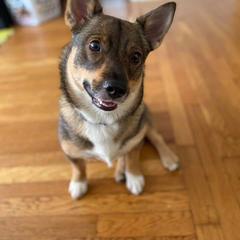 Swedish Vallhund Puppies from Skyfyre Swedish Vallhunds