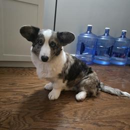 Winston - Cardigan Welsh Corgi