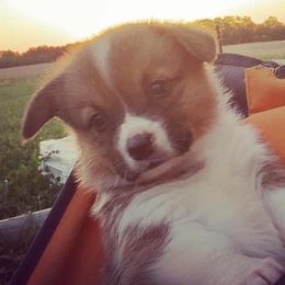 American Corgis and Pembroke Welsh Corgis from Creek Farm Corgis