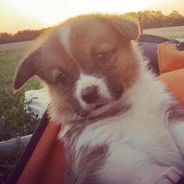 American Corgis and Pembroke Welsh Corgis from Creek Farm Corgis