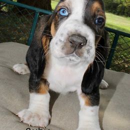 Ruby-Purple - Black brown and white female Basset Hound puppy in Jacksboro, Texas from Basset Hounds of Jacksboro, Tx