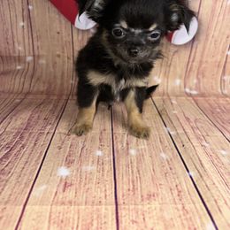 7336 black and tan boy - Black and tan male Chihuahua puppy in Palmyra, Indiana from Country Star Chihuahuas