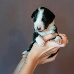 Border Collie, Papillon, Sporty Mix, and Whippet Puppies from Old Hemp Border Collies / Open Horizon Sport Dogs