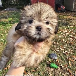 Shih Tzu Puppies from Borderland's Kennel