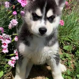 Siberian Husky Puppies from Homegrown Huskies