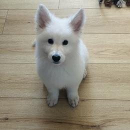 Berger Blanc Suisse Puppies from Moonlight Berger Blanc Suisses