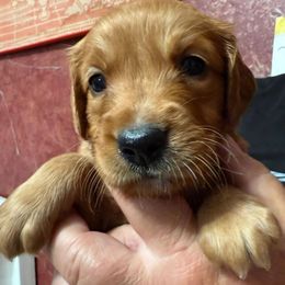 Girl 2 - Dark golden female Golden Retriever puppy in Princeton, Minnesota from Bewitched Goldens