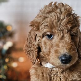 Tan Collar Female - Red  Goldendoodle puppy in Willis, Texas from Doodle Family