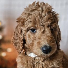 Tan Collar Female - Red  Goldendoodle puppy in Willis, Texas from Doodle Family