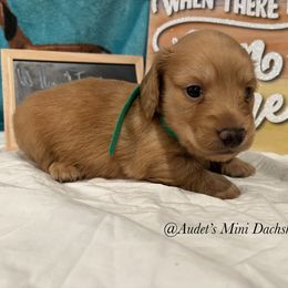 Jack - Cream male Dachshund puppy in East Dover, Vermont from Audet’s Mini Dachshunds