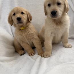 Girl 2 - Light golden female Golden Retriever puppy in Rancho Cucamonga, California from Sultan’s Goldens