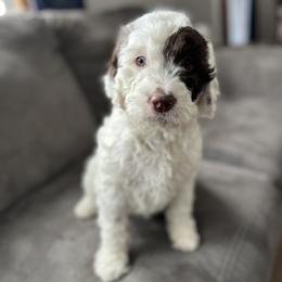Velvet - Liver and white female Springerdoodle puppy in Cassville, Wisconsin from Storyside Kennels