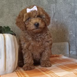 Fiona - Red  female Poodle puppy in Milford, Indiana from Olde Heritage K-9