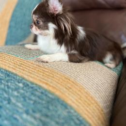 Yorkshire Terrier Puppies from Tiny Joy