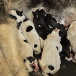 Snicker(doodle) - Black and white male Siberian Husky puppy in Mechanicsville, Virginia from Shinko Siberians