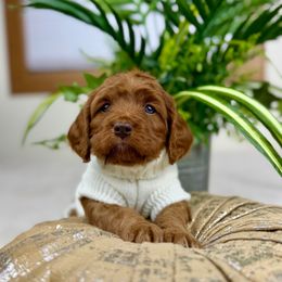Twinkle - Red male Cavapoo puppy in Huntington, West Virginia from McCloud’s Poodles & Doodles