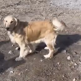 Jude - Golden female Golden Retriever puppy in Castle Dale, Utah from Castle Country Companions