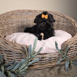 Bella AKC Exceptional Pedigree - Brindle female Shih Tzu puppy in Kings Mountain, North Carolina from Britany's Shih Tzus