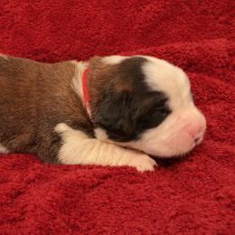 Red collar male - Red and white male Saint Bernard puppy in Albany, Georgia from Magnolia Saint Bernards