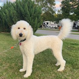 Layla - Goldendoodle