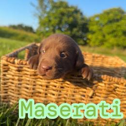 Maserati - Chocolate female Labrador Retriever puppy in Lucasville, Ohio from Backwoods Labradors