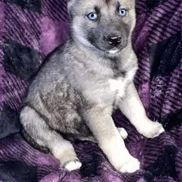 Siberian Husky Puppies from Myths and Legends Siberian Huskies