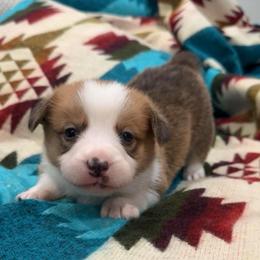 Coco - Red female Pembroke Welsh Corgi puppy in Beggs, Oklahoma from Blue Diamond Corgi’s