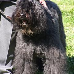 Bouvier des Flandres from Sleeping Lady Bouviers
