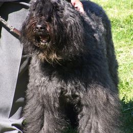 Bouvier des Flandres from Sleeping Lady Bouviers